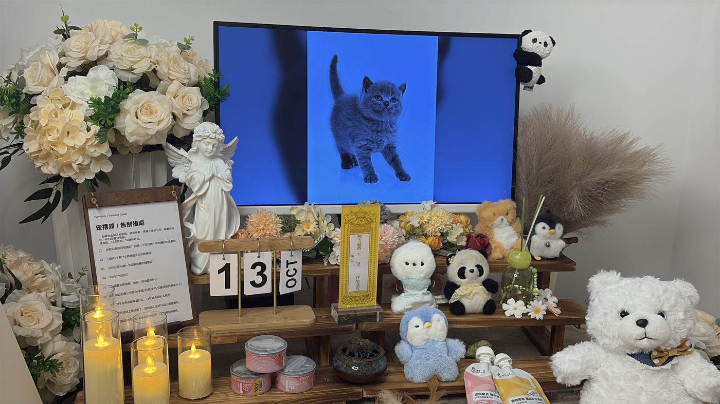 如何面对宠物离世的悲伤？写给苏州养宠人的心理支持