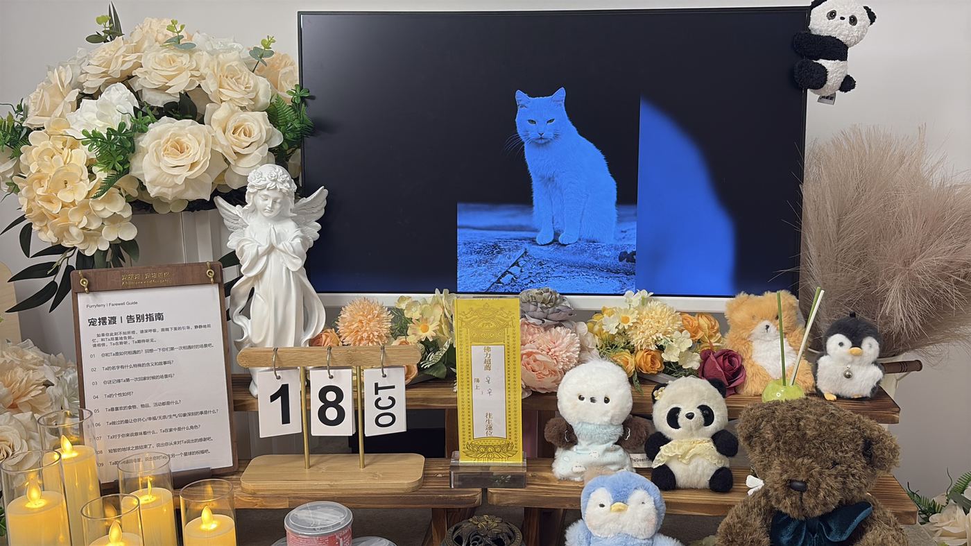 猫家庭特别提示
